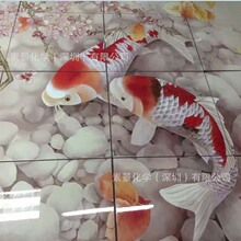 南美洲有种鸟头顶长着“天线”：断了还能再生！